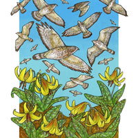 A Kettle of Hawks - Archival Print