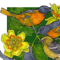 A Pitch of Orioles - Archival Print
