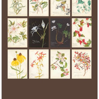 Inez Whitfield Postcard Set