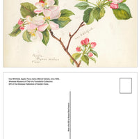Inez Whitfield Postcard Set