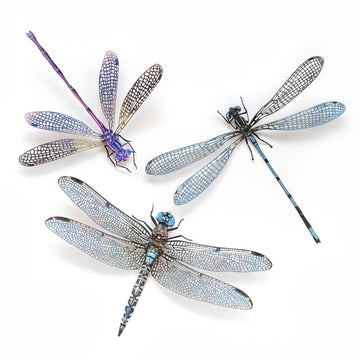 'Aerial' Dragonfly 3 Piece Set